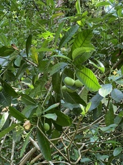 Tabernaemontana alba