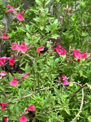 Xylocopa tabaniformis parkinsoniae