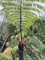 Cyathea cooperi