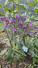 Vernonia gigantea