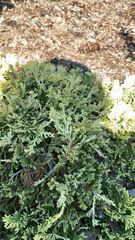 Juniperus horizontalis