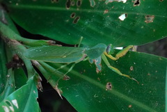 Rhombodera