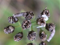 Coleophora argentula