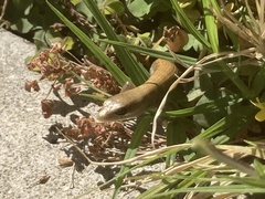 Elgaria multicarinata webbii