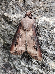 Agrotis