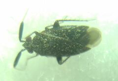 Miridae