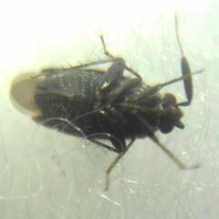 Miridae