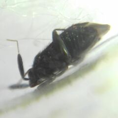 Miridae