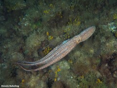 Callistoctopus macropus