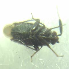 Miridae
