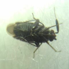 Miridae