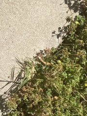 Elgaria multicarinata webbii