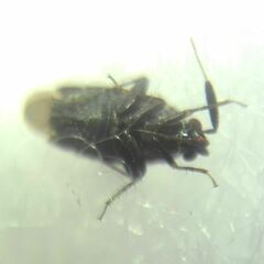 Miridae