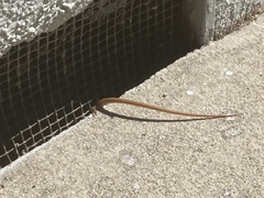 Elgaria multicarinata webbii