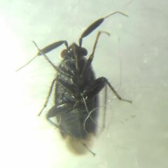Miridae