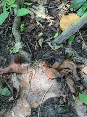 Holcosus quadrilineatus