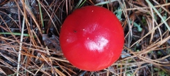 Amanita muscaria