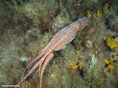 Callistoctopus macropus