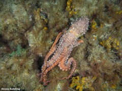 Callistoctopus macropus