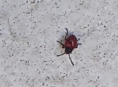 Heteroptera