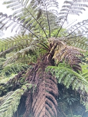 Cyathea cooperi