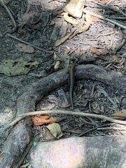 Holcosus quadrilineatus