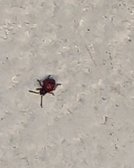 Heteroptera