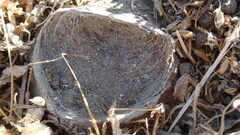 Bothriocyrtum californicum