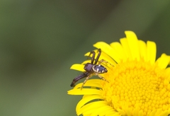 Synema globosum