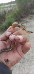 Nerodia rhombifer