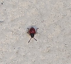 Heteroptera
