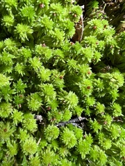 Sphagnum capillifolium
