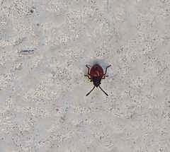 Heteroptera