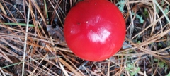 Amanita muscaria