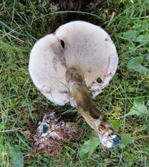Suillus elbensis