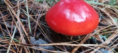 Amanita muscaria