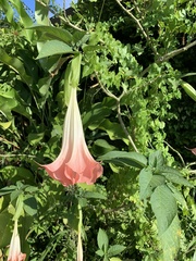 Brugmansia suaveolens