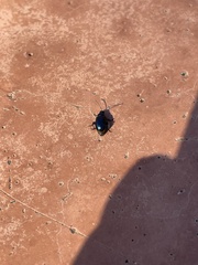 Kuschelina gibbitarsa