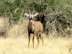 Hippotragus equinus equinus