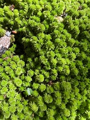 Sphagnum capillifolium