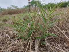 Pombalia verticillata