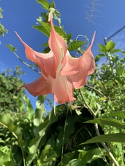 Brugmansia suaveolens