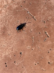 Kuschelina gibbitarsa