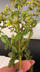 Hypericum maculatum