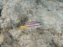 Parapristipoma octolineatum