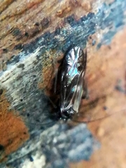 Elipsocidae