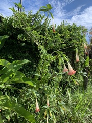 Brugmansia suaveolens