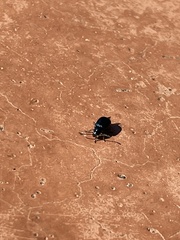 Kuschelina gibbitarsa