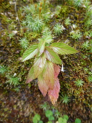 Alonsoa meridionalis