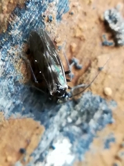 Elipsocidae